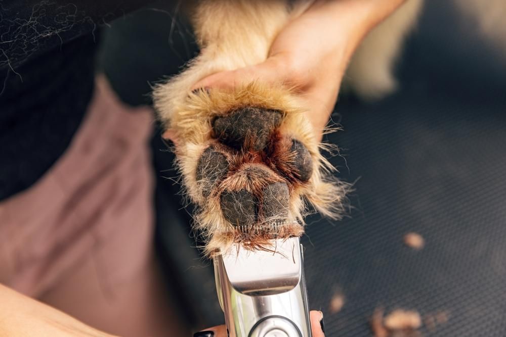 A Person Is Cutting a Dog 's Paw with A Clipper — Pooches With Panache in Rutherford, NSW