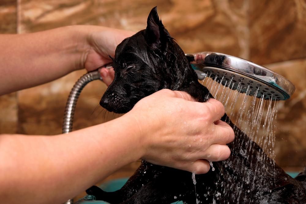 A Person Is Washing a Black Dog with A Shower Head — Pooches With Panache in Rutherford, NSW