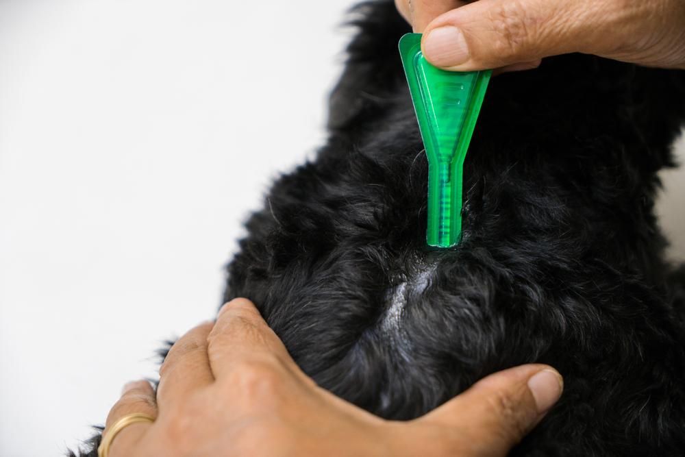A Person Is Applying a Flea Treatment to A Black Dog — Pooches With Panache in Cessnock, NSW