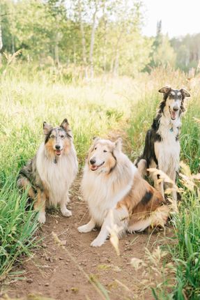 Dog Training Services Utah County