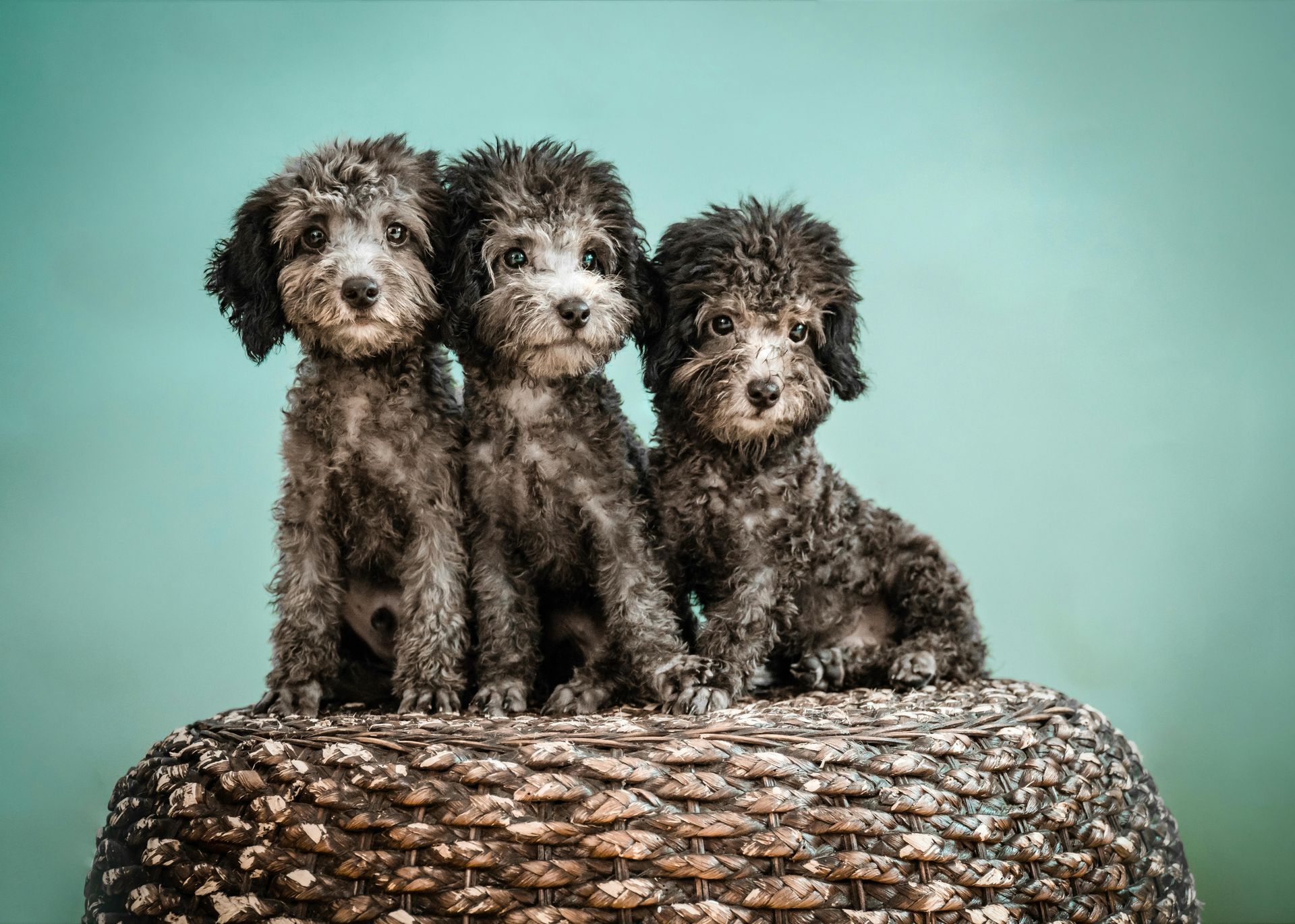 Ethical Dog Breeders