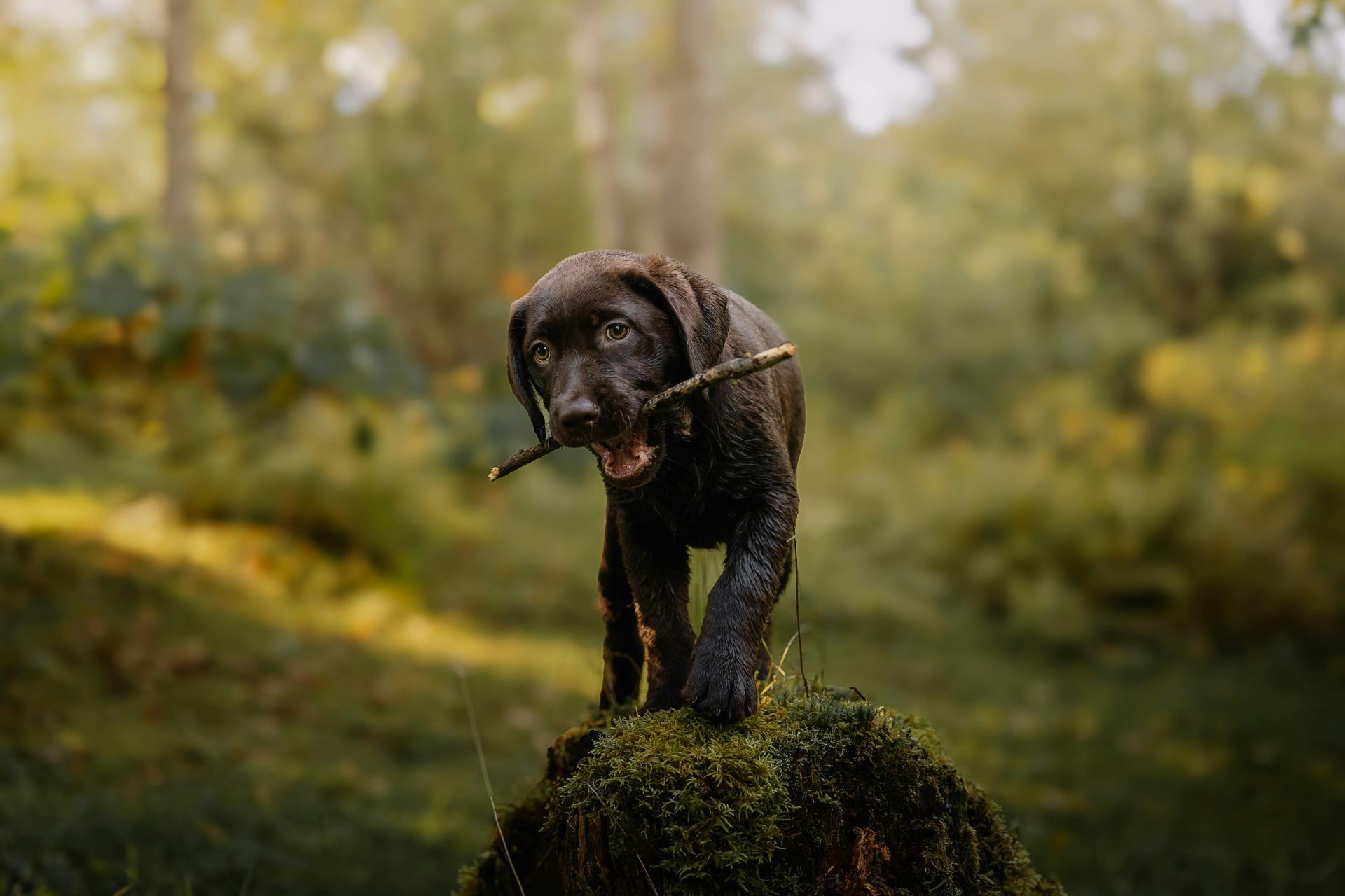 Redemption Dog Training