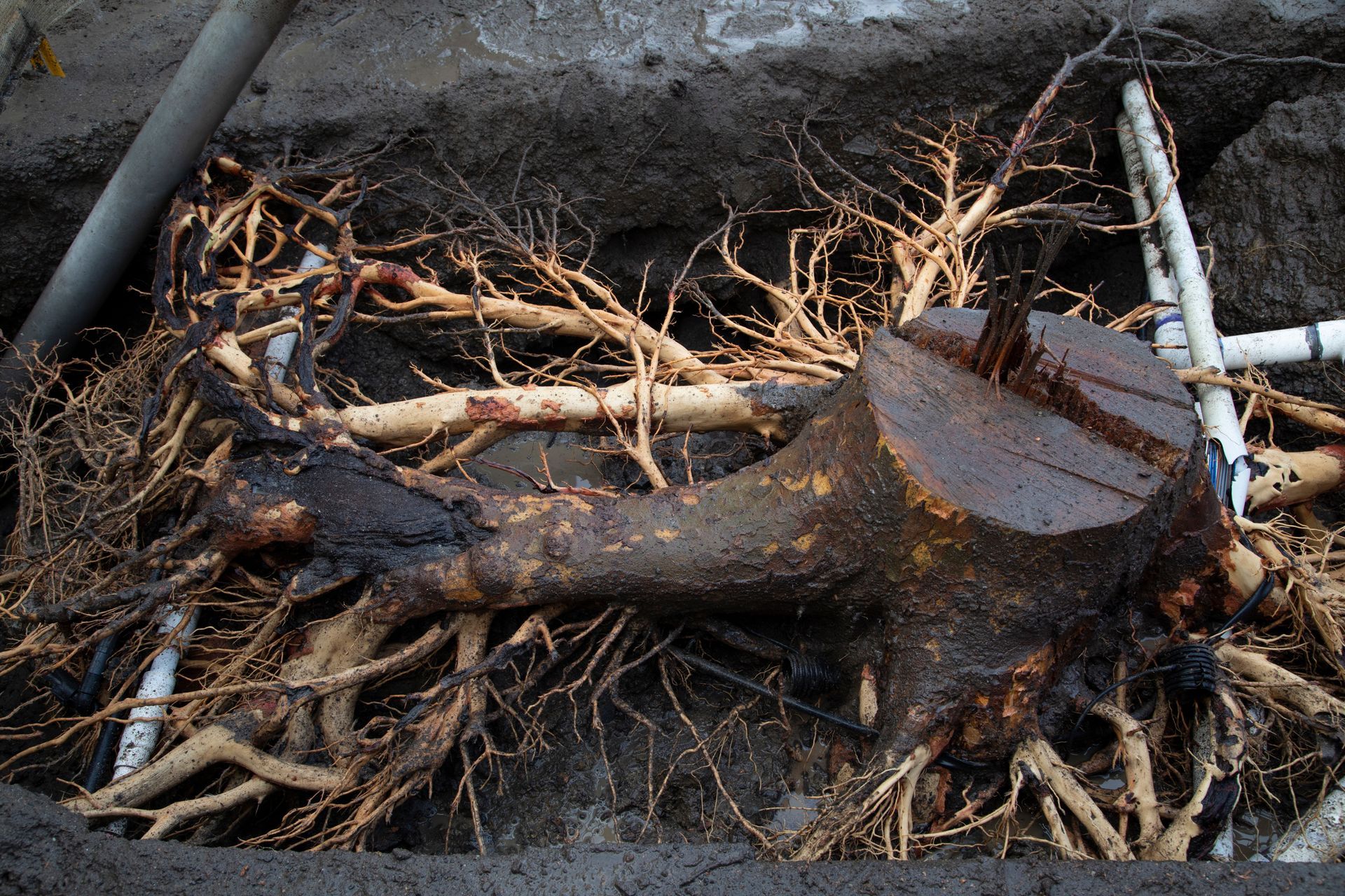 Cut tree trunk and tangled roots lying in a muddy excavation site, with pipes visible nearby.