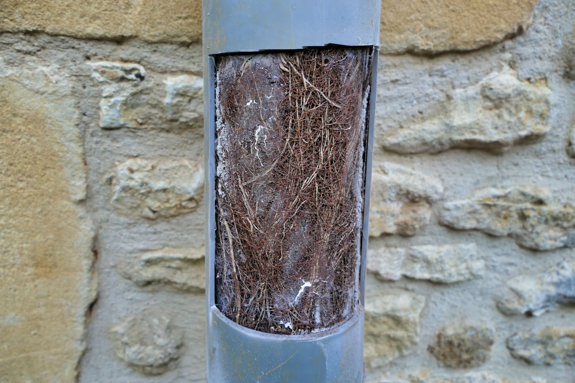 Close-up of a brown moth resting inside a clear wall-mounted tube against a stone wall