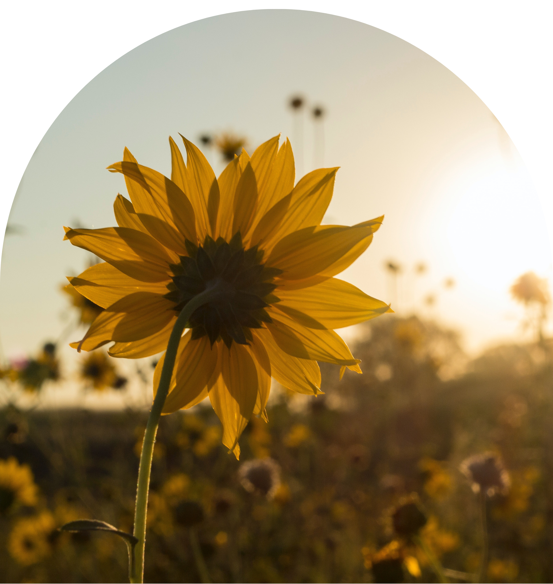A sunflower in a field with the sun in the background