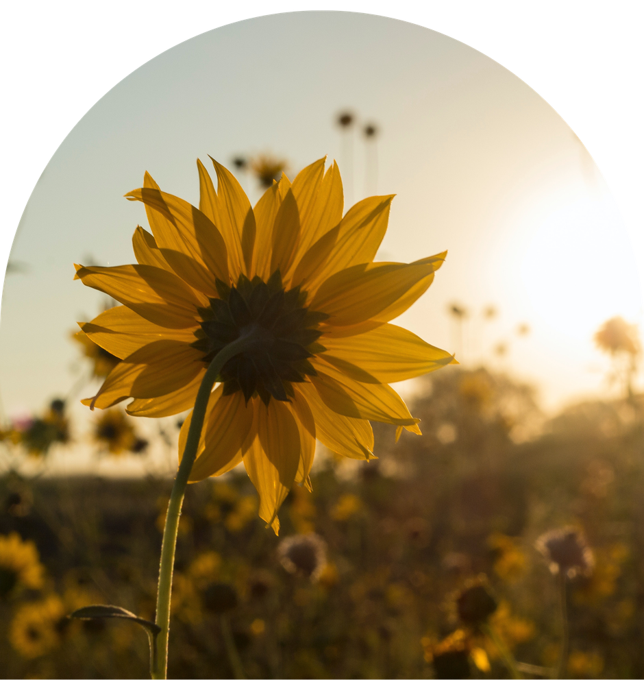 A sunflower in a field with the sun in the background