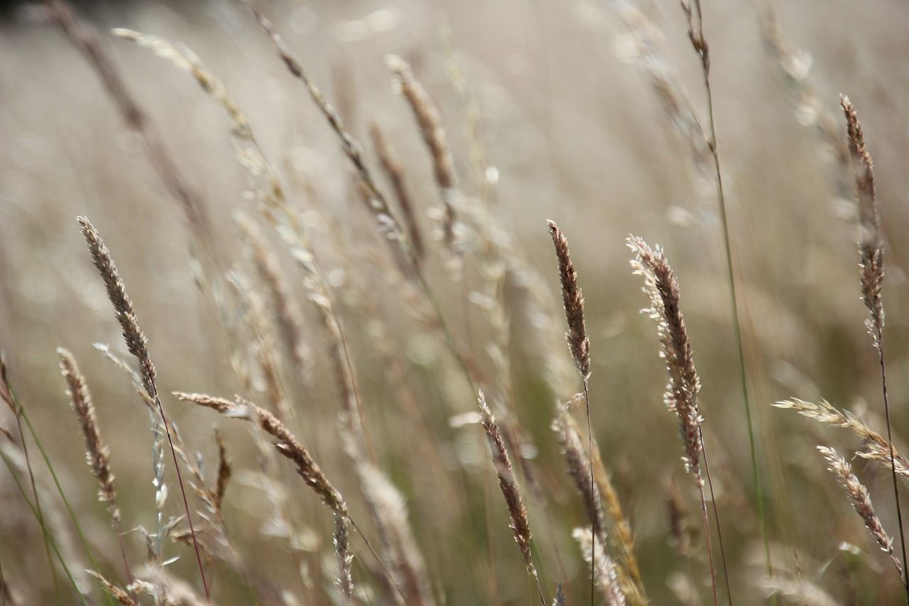 A close up of tall grass blowing in the wind.