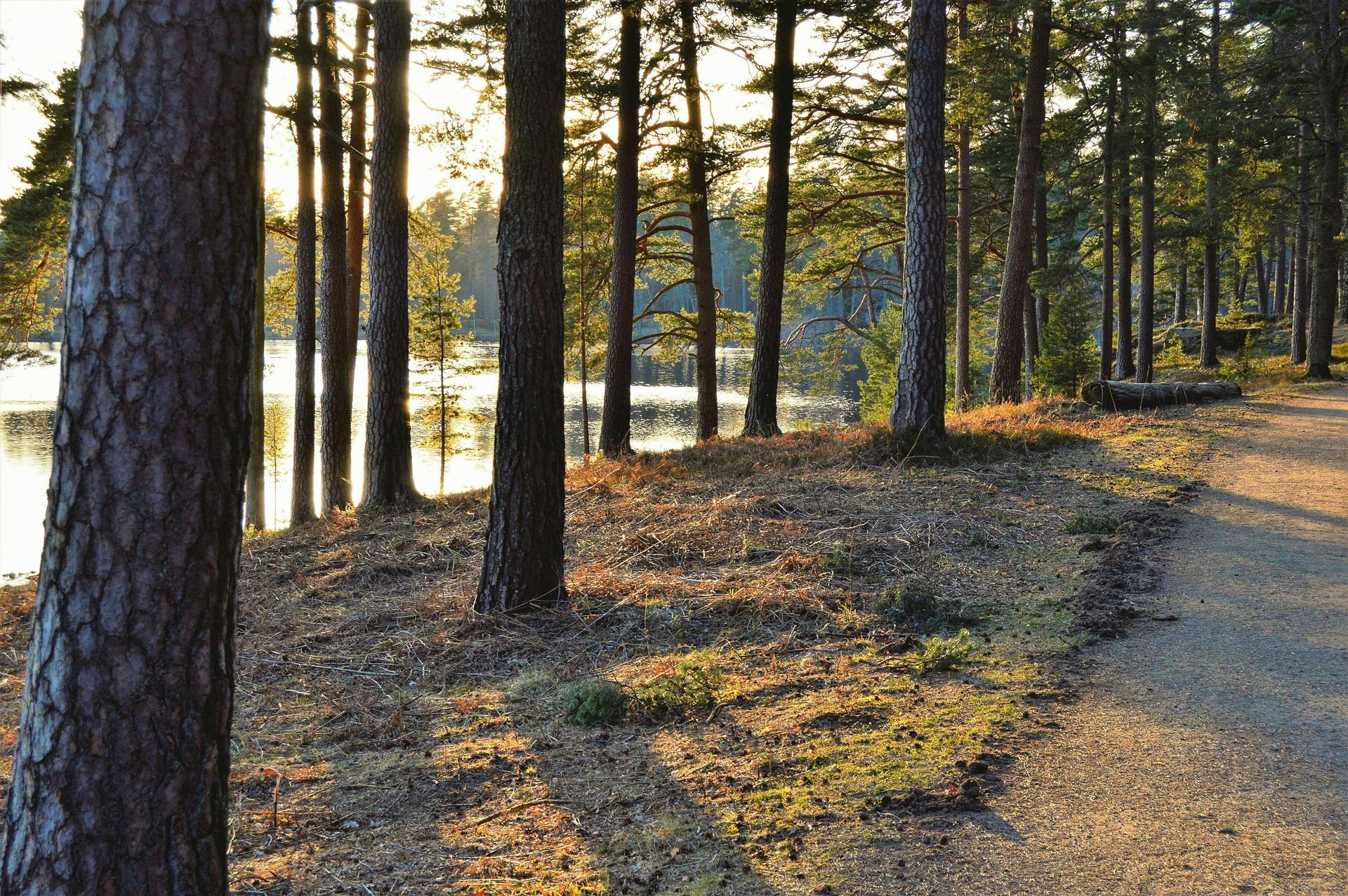 A path in the woods leading to a lake