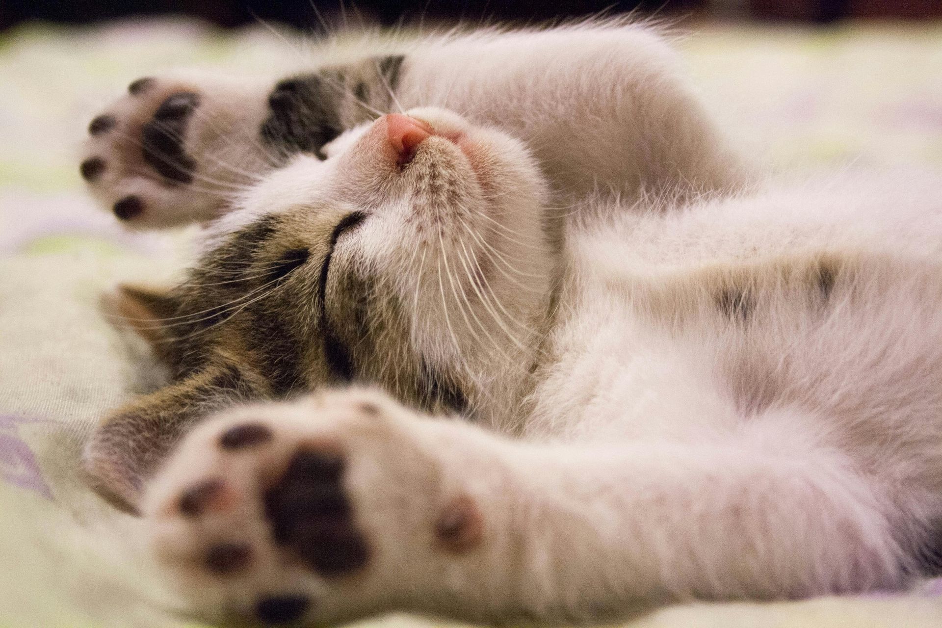 A kitten is sleeping on its back on a blanket.