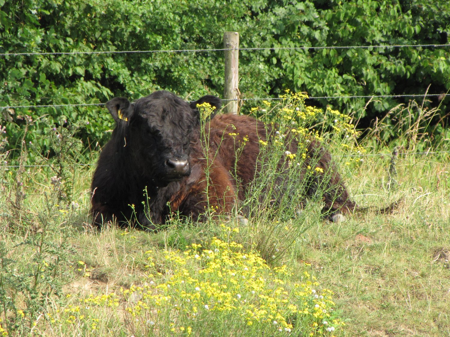Natuur rond om Ohé en Laak 