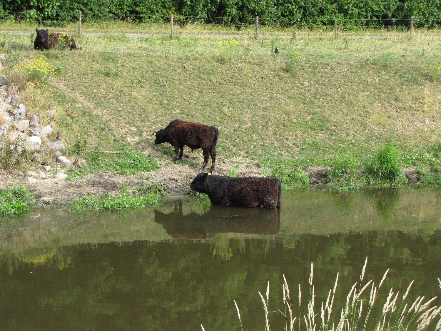 Natuur rond om Ohé en Laak 