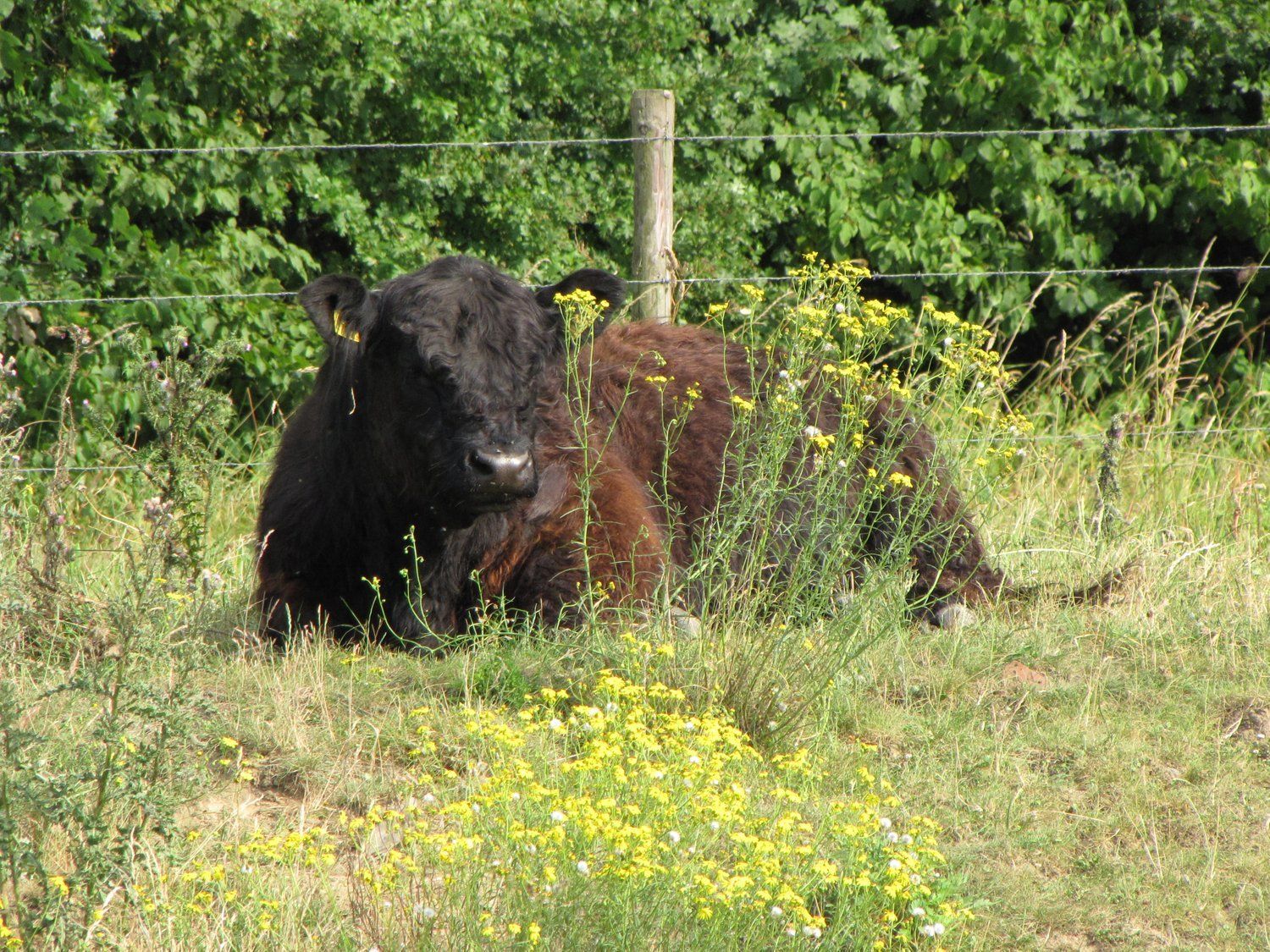 Natuur rond om Ohé en Laak