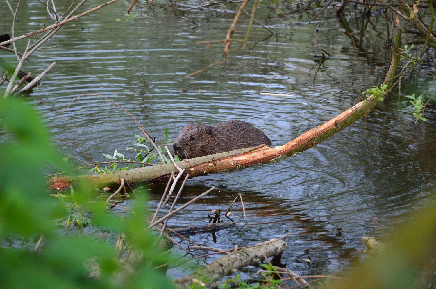 Natuur rond om Ohé en Laak 
