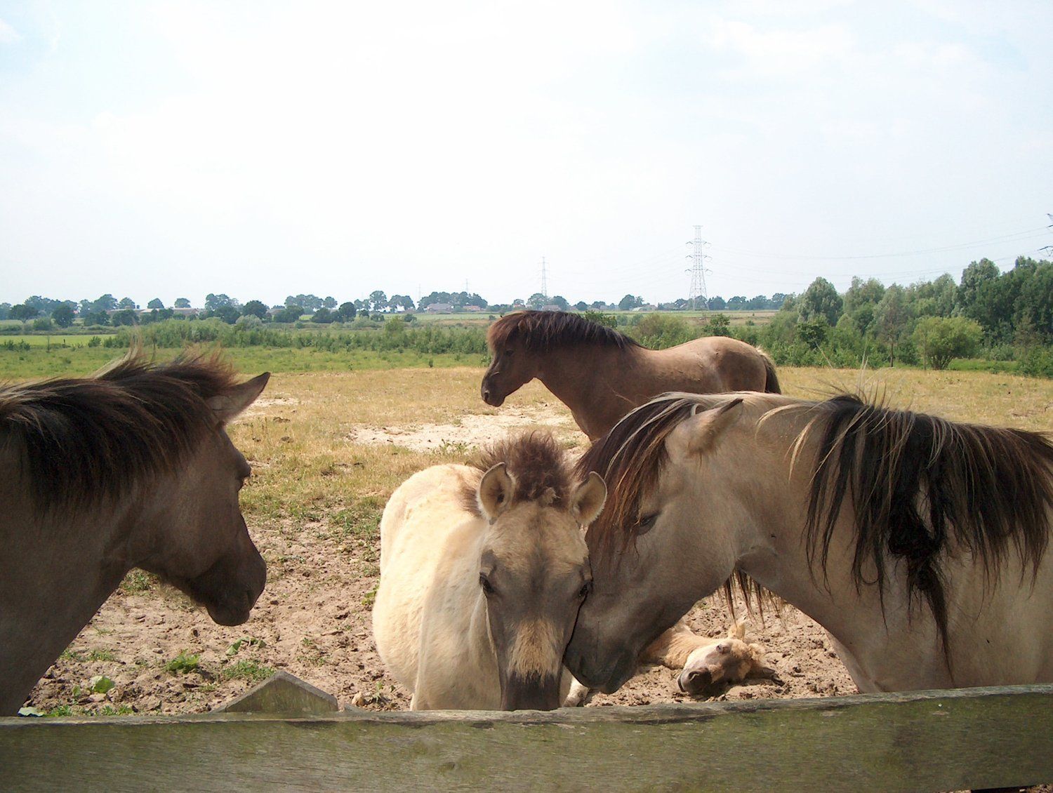 Camping de Maashoeve natuur