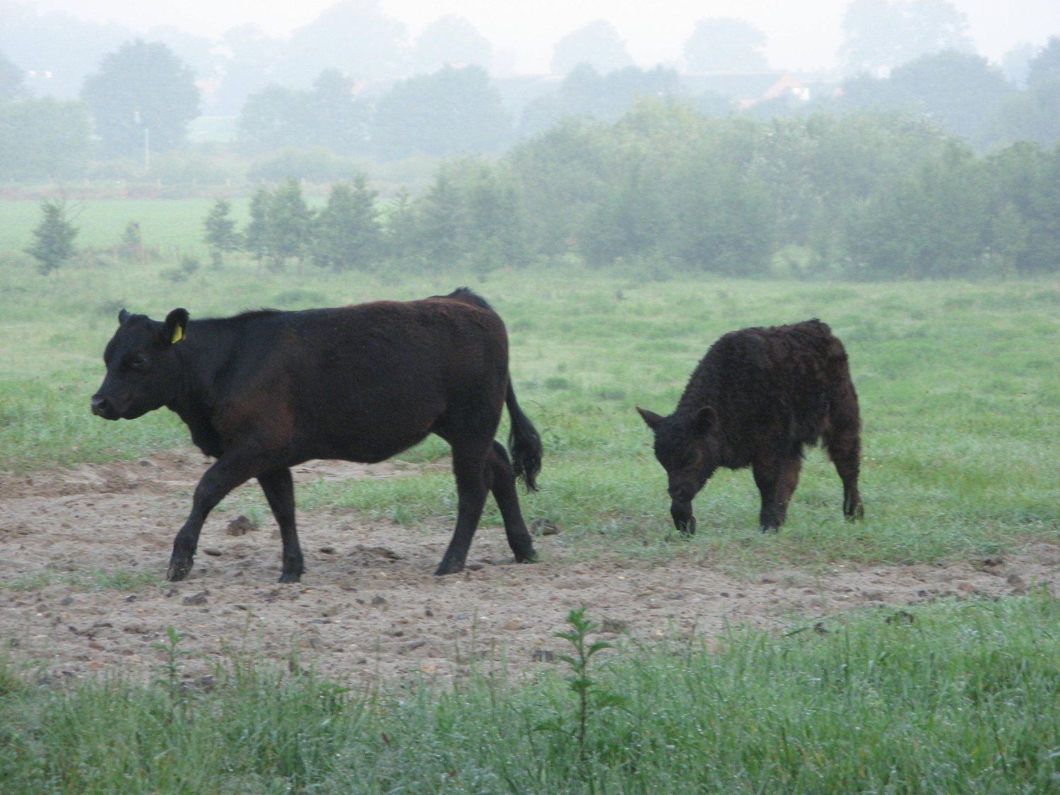 Natuur rond om Ohé en Laak 