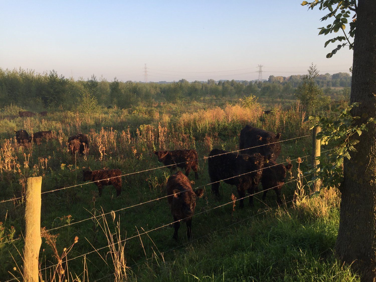 Natuur rond om Ohé en Laak 