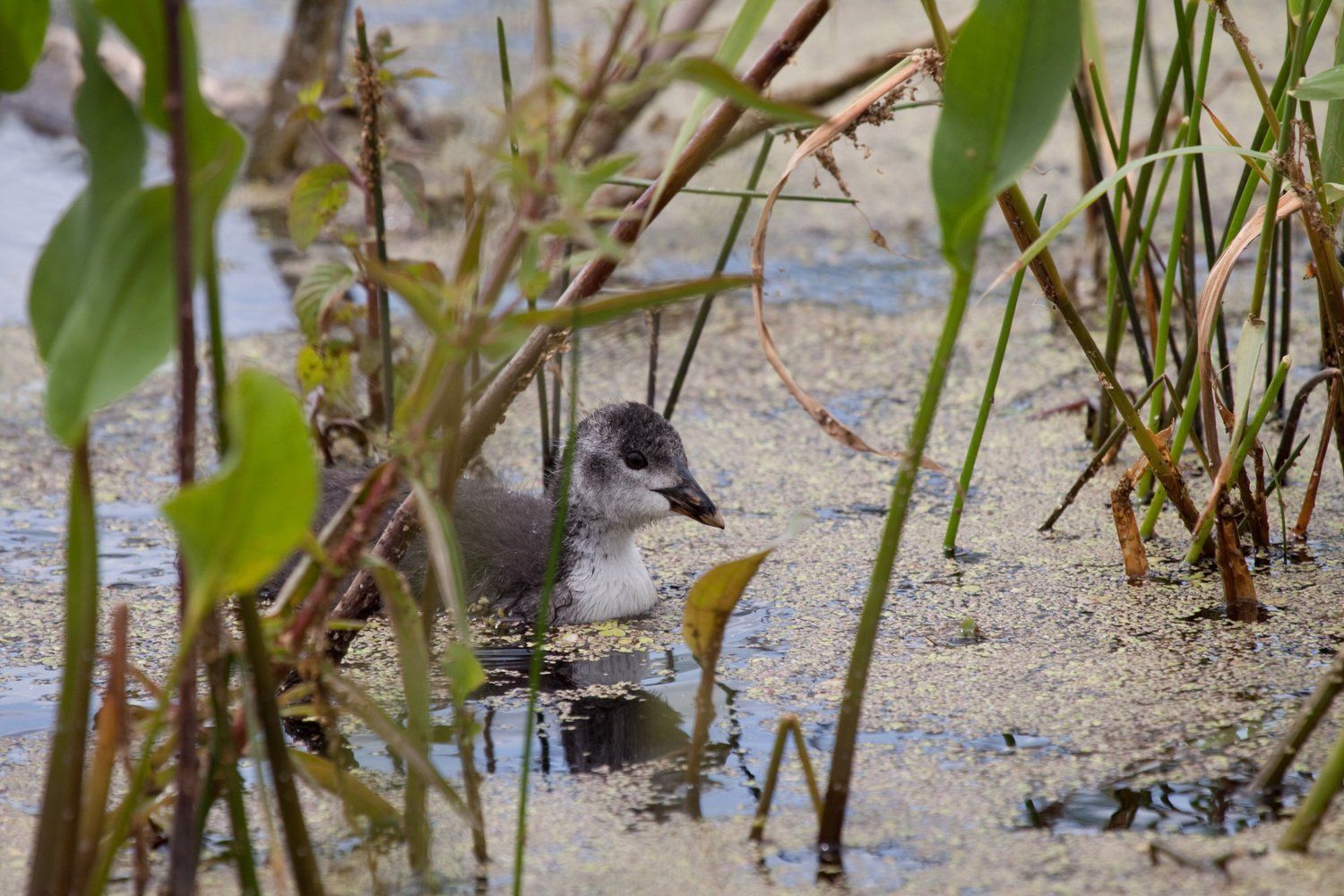 Natuur rond om Ohé en Laak 