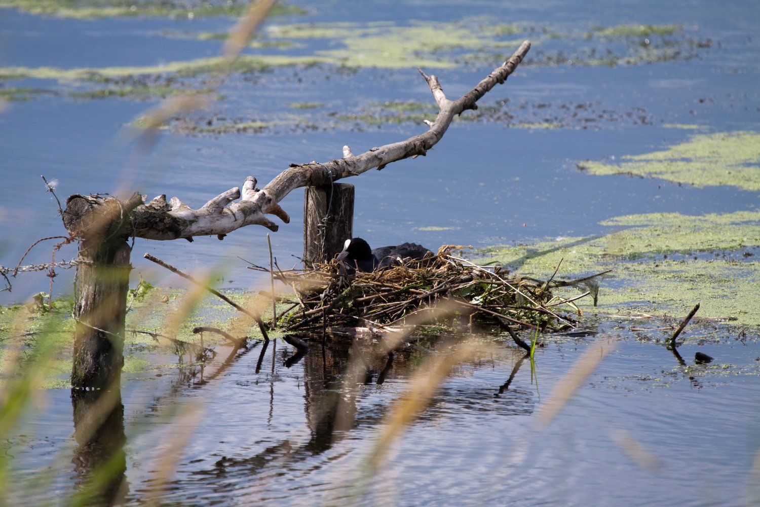Natuur rond om Ohé en Laak 