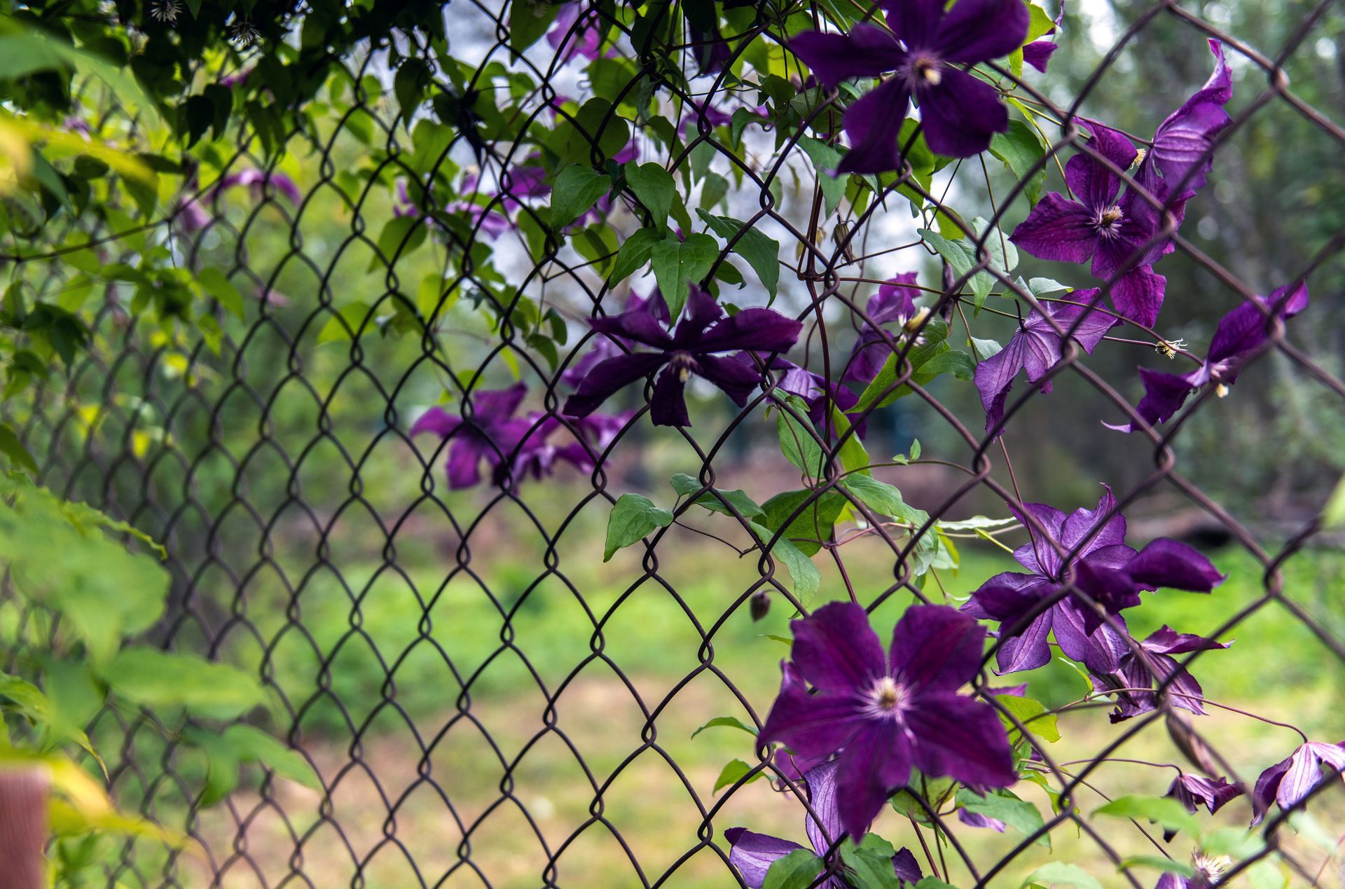 Residential Chain Link Fence — Dayton, OH — B & B Fence & Decks LLC
