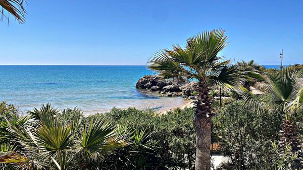 C'è una palma in primo piano e una spiaggia sullo sfondo.