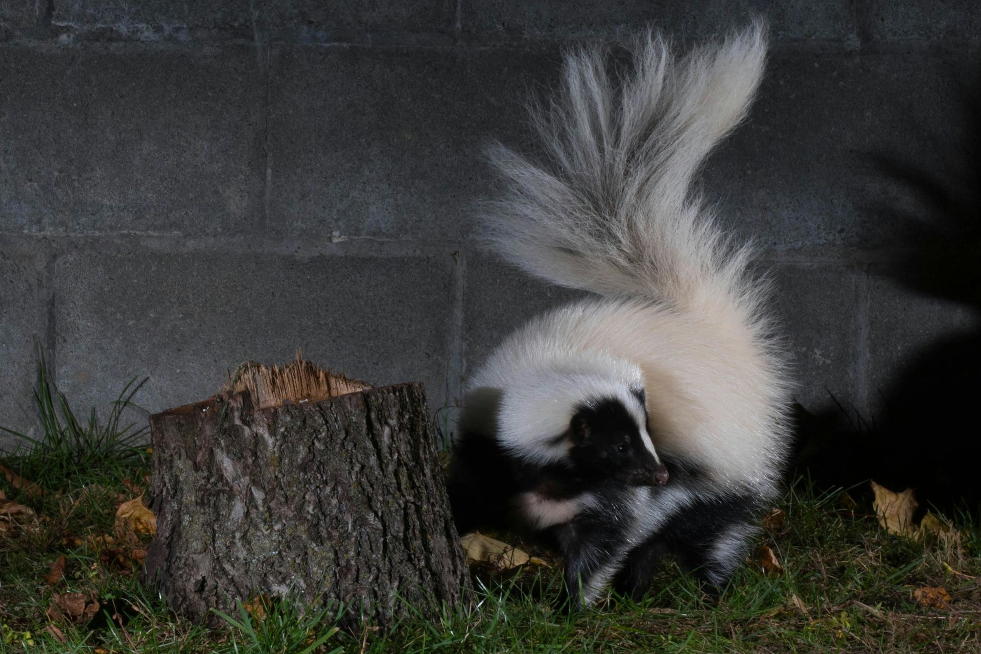 A black and white skunk is standing next to a tree stump.