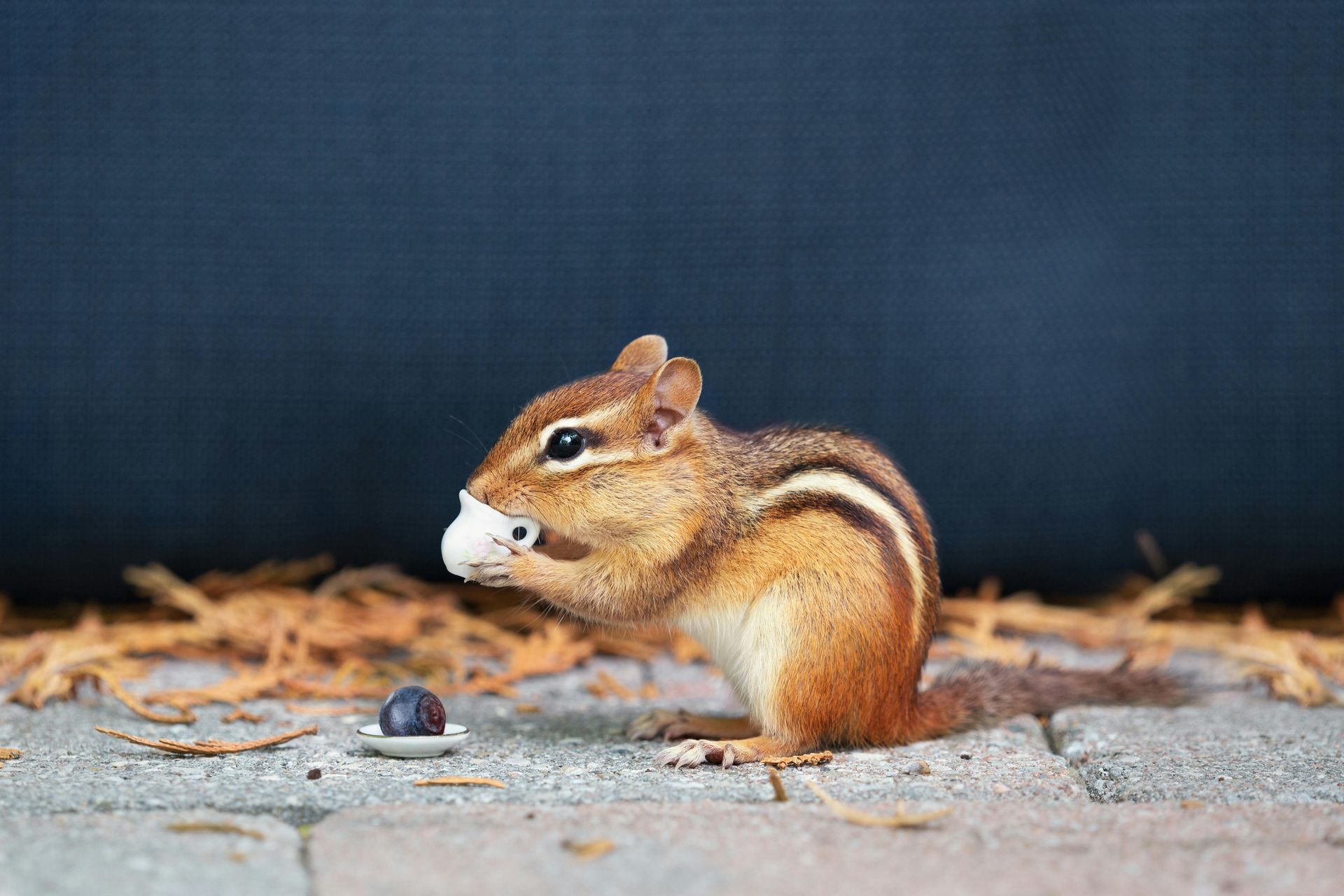 A chipmunk is eating a blueberry on a brick sidewalk.