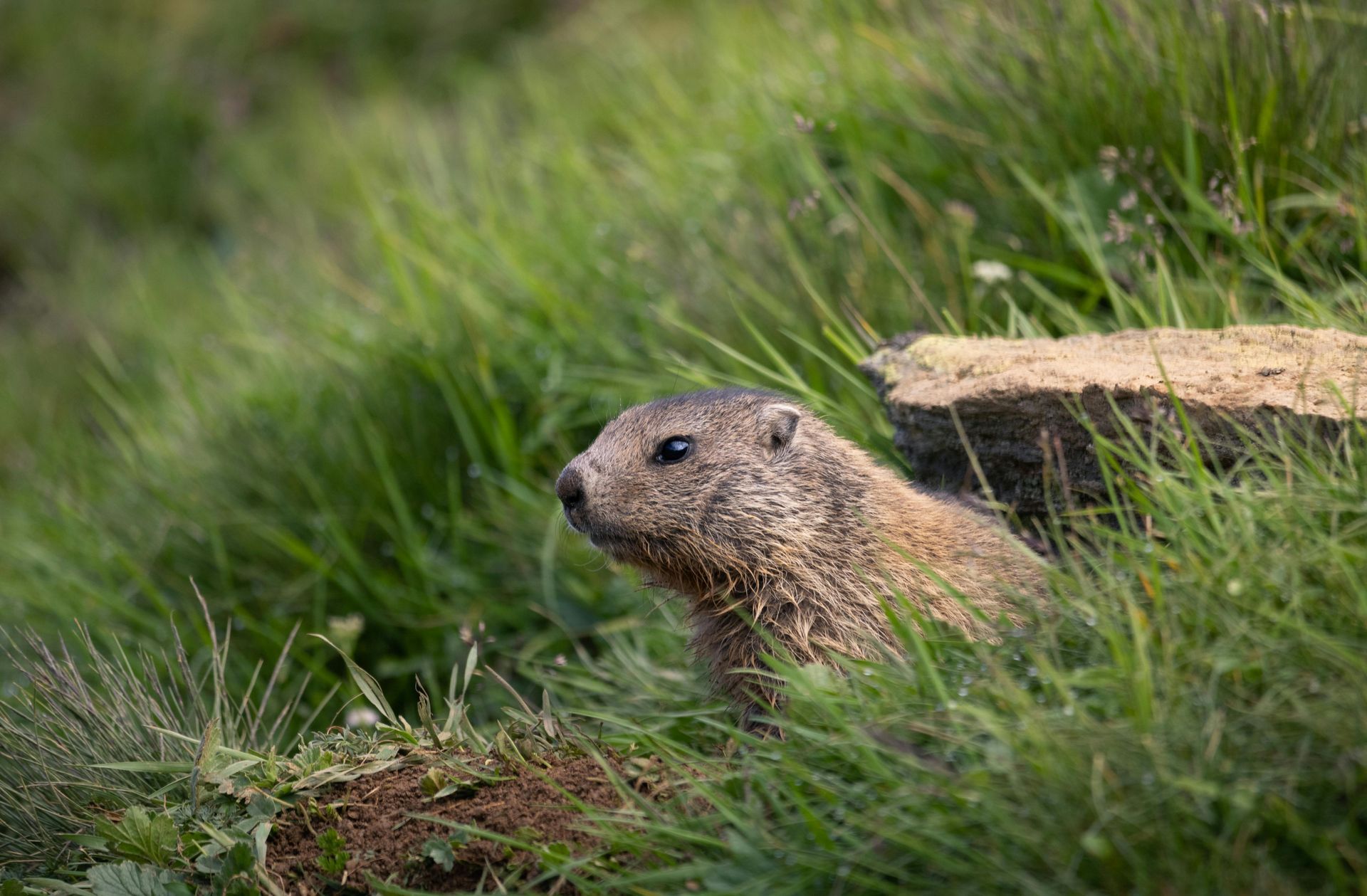 A ground squirrel is sitting in the grass near a rock.