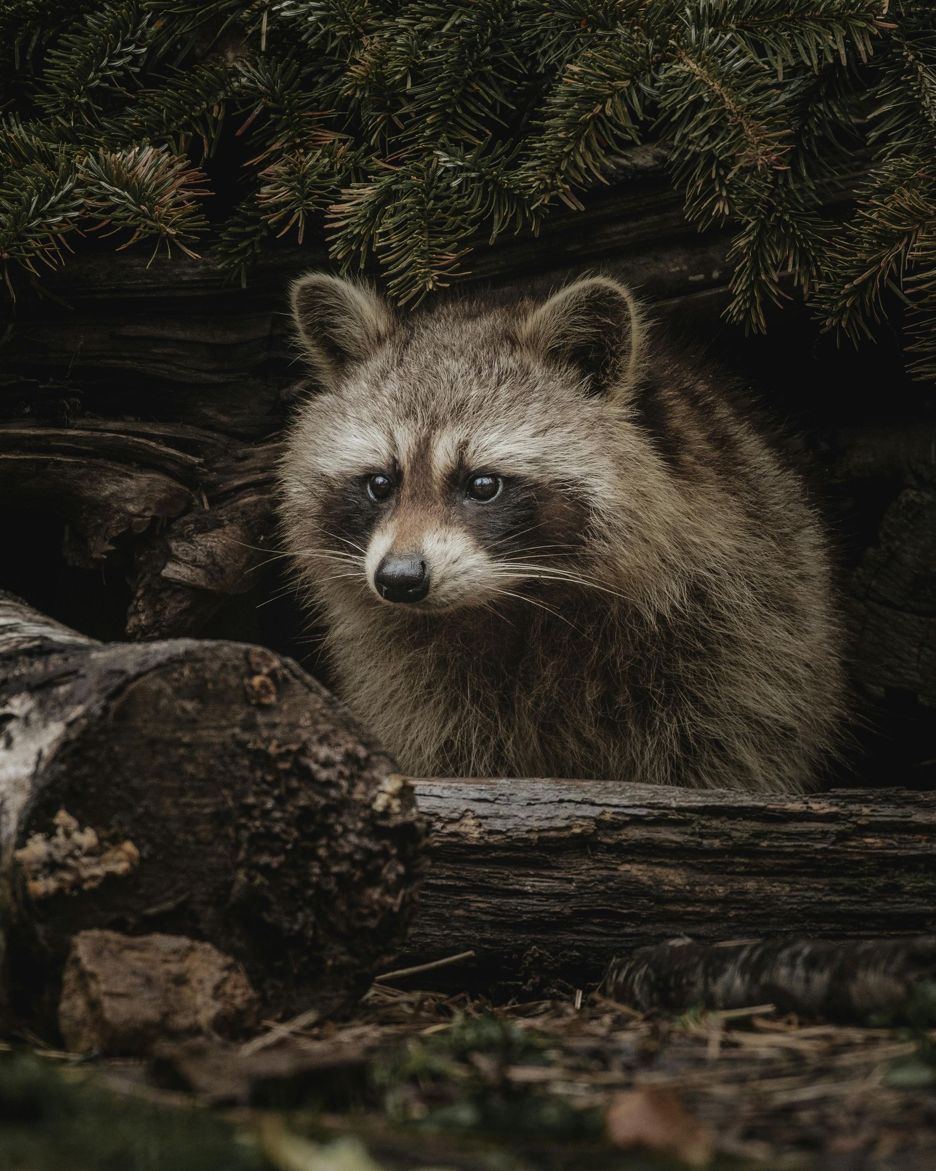 A raccoon is sitting on a log in the woods.