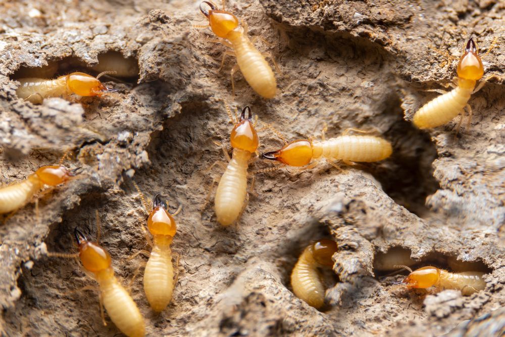 A group of termites are crawling on a pile of dirt.