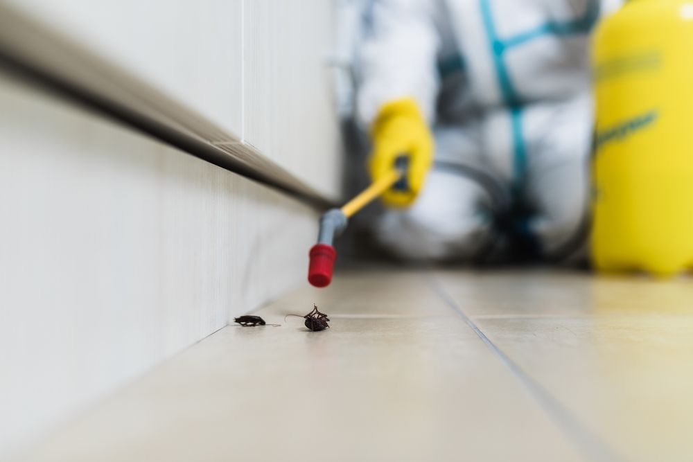A person is spraying insecticide on a cockroach on the floor.