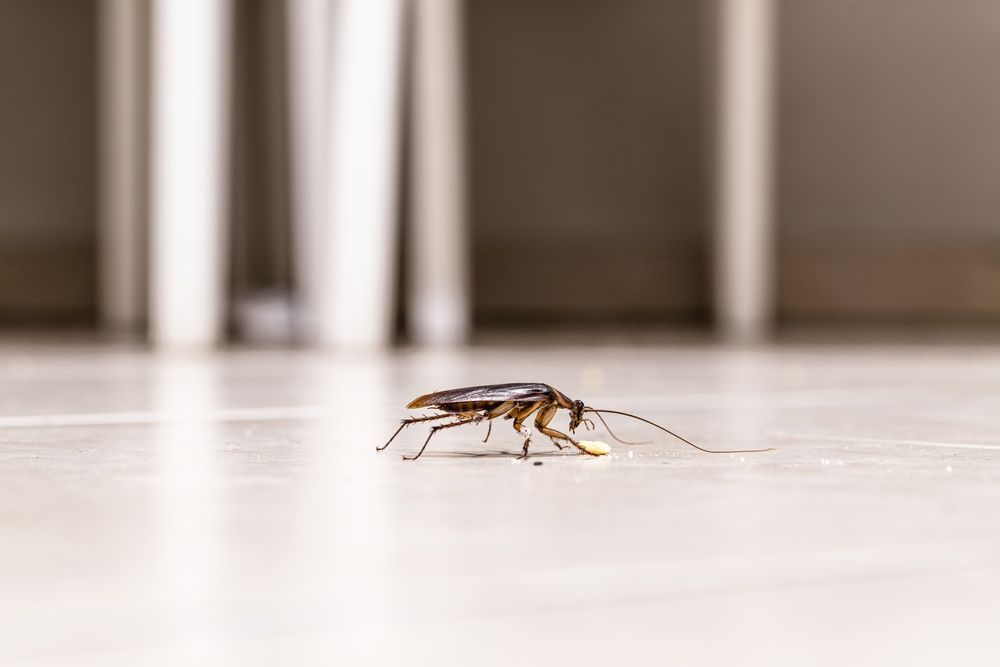 A cockroach is crawling on the floor in a room.