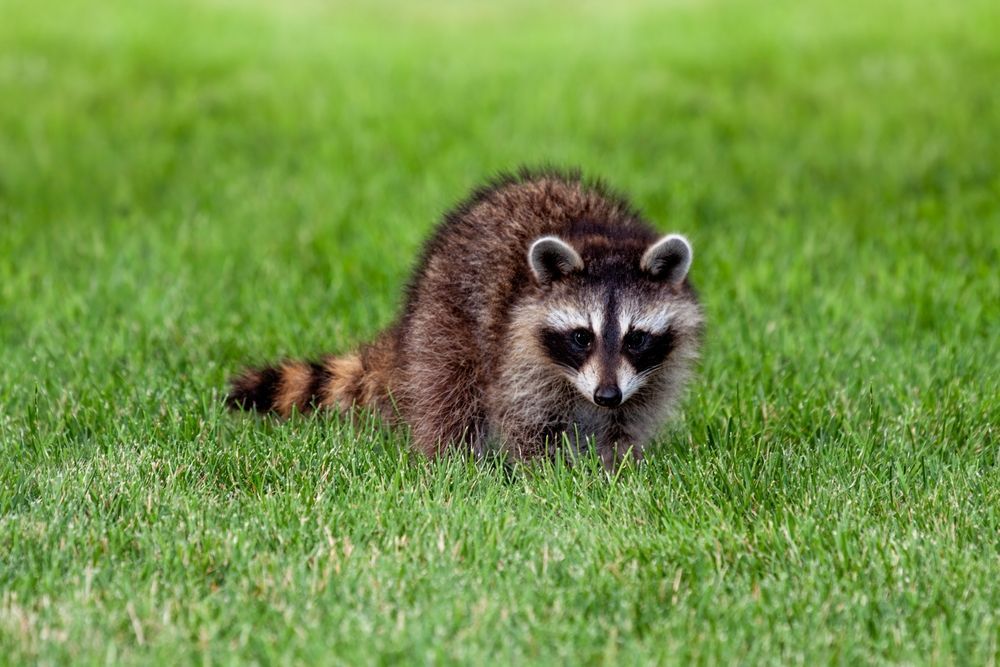 A raccoon is standing in the grass looking at the camera.