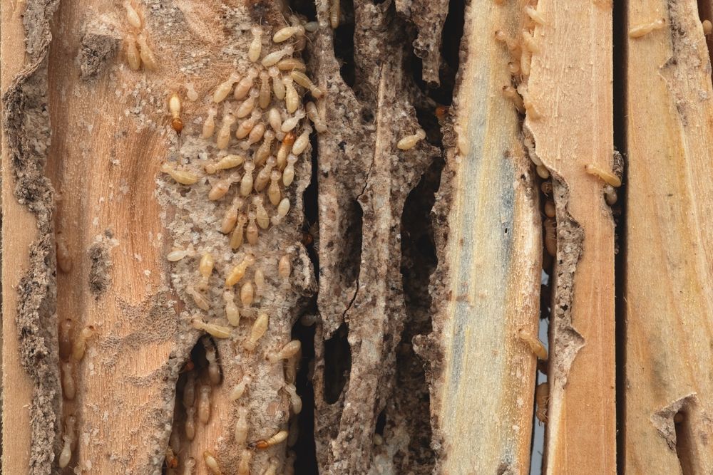 A bunch of termites are crawling on a piece of wood.