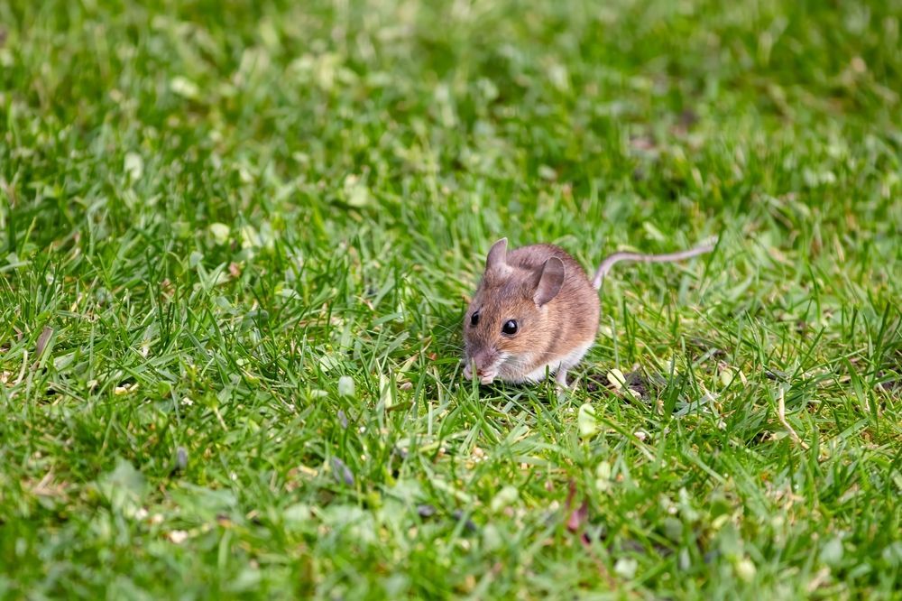 A small mouse is standing in the grass.