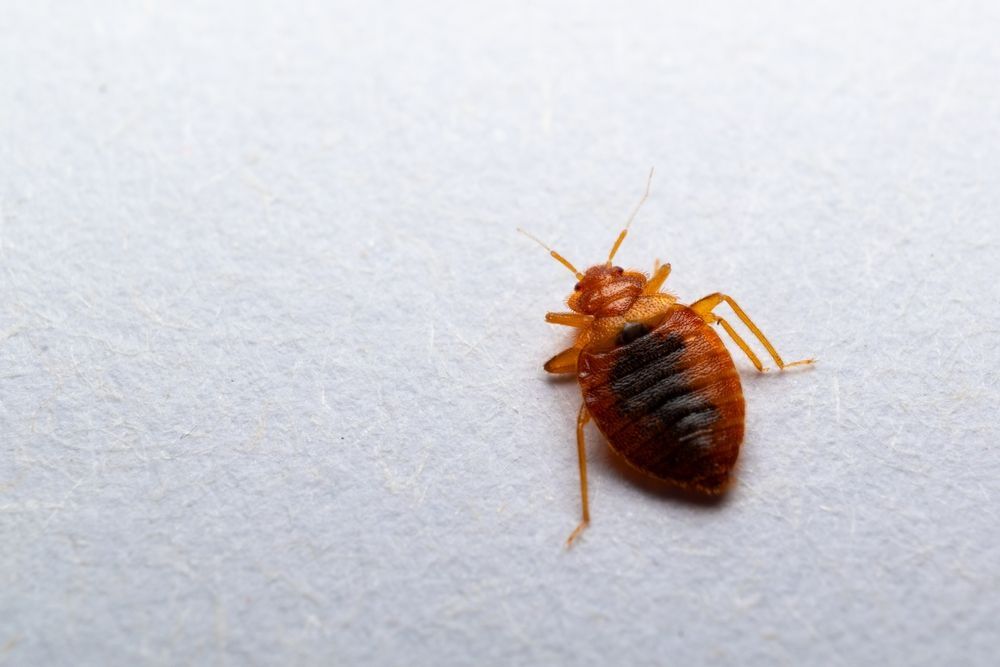 A bed bug is sitting on a white surface.