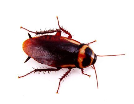 cockroaches