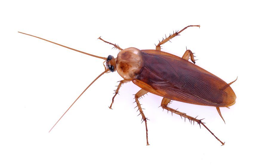 cockroaches
