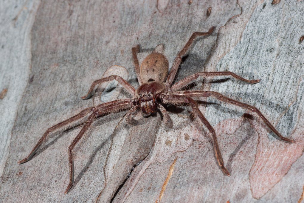 spiders