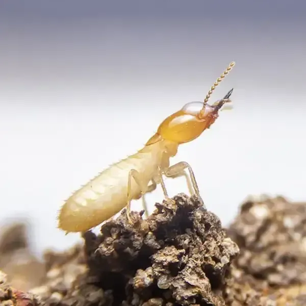 Close up view of termite