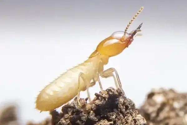 Close Up of Termite