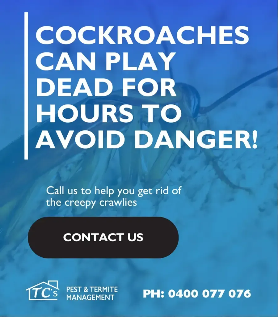 Cockroaches can play dead for hours to avoid danger