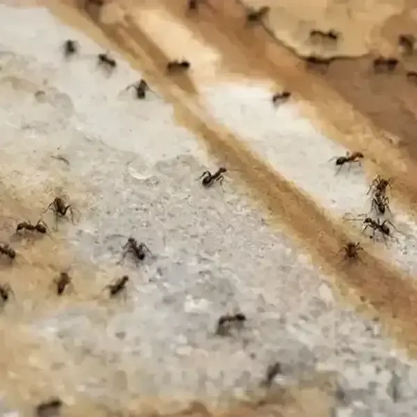 Fire Ants in Jimboomba Property