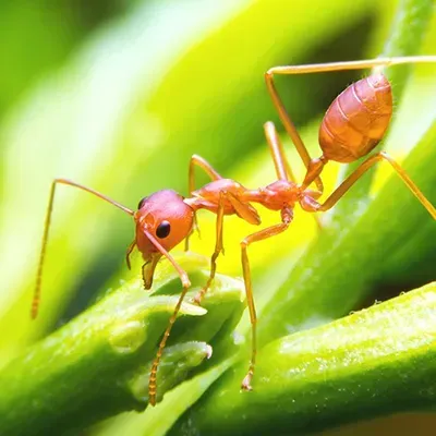Close up view of ant