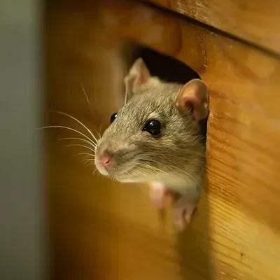 Rodent removal in Jimboomba