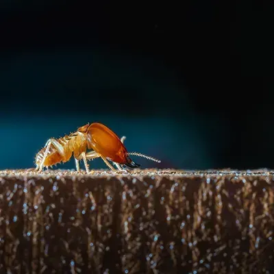 Close up view of termite