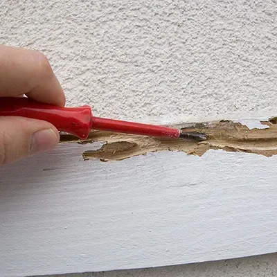 TCs starting a timber pest inspection