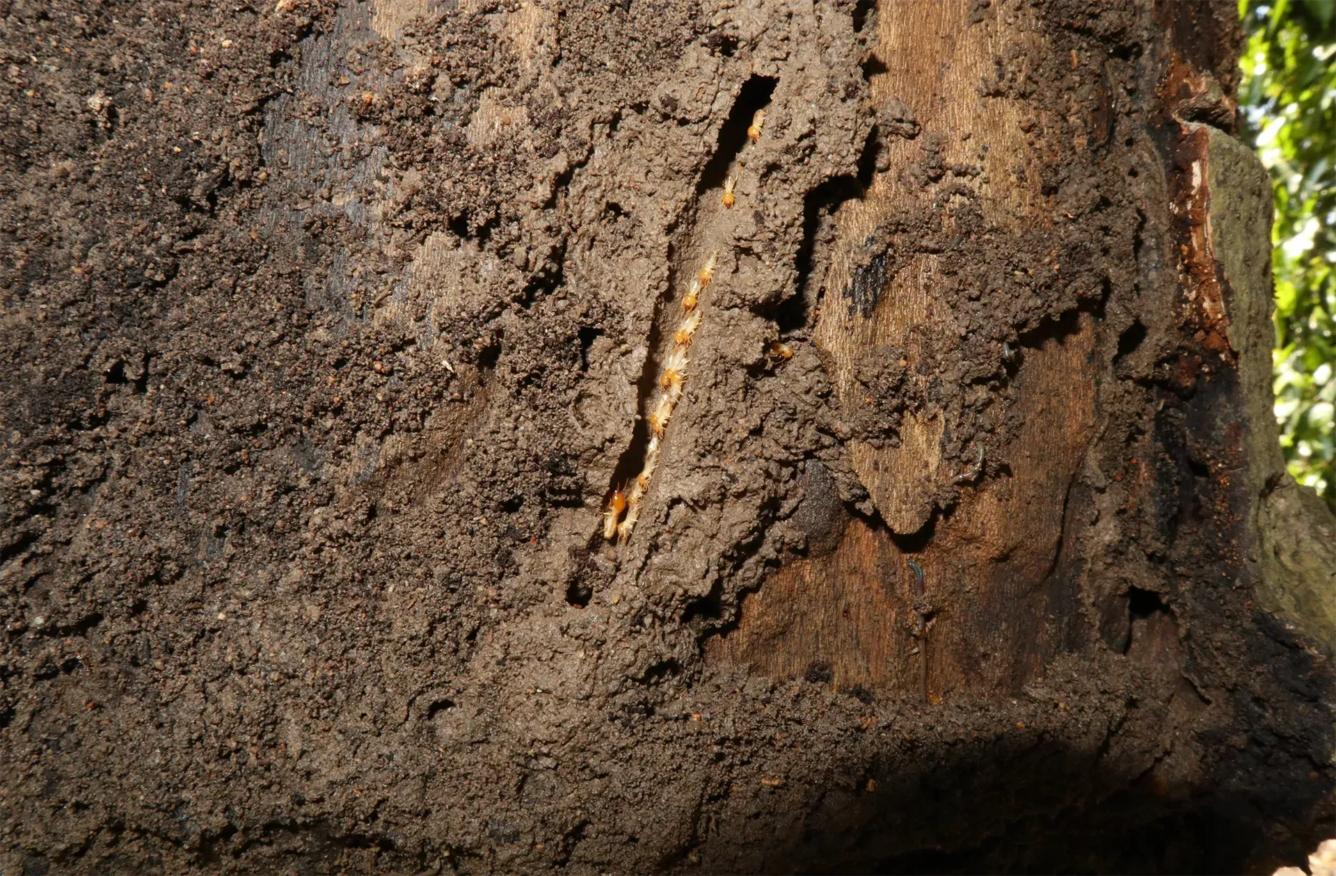 Termites in a tree trunk