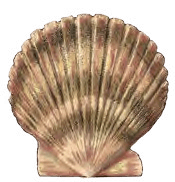 A close up of a sea shell on a white background.