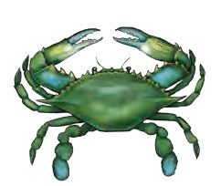 A green crab with blue claws on a white background.