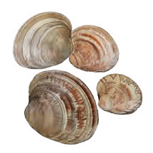 A group of sea shells on a white background.